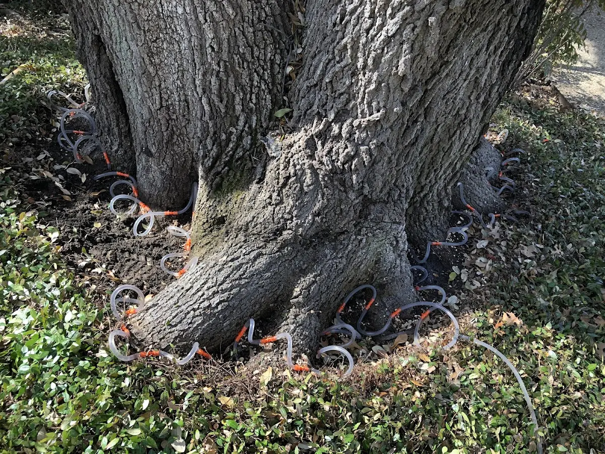 Detailed Tree Cabling and Bracing job site in Gilmanton Iron Works